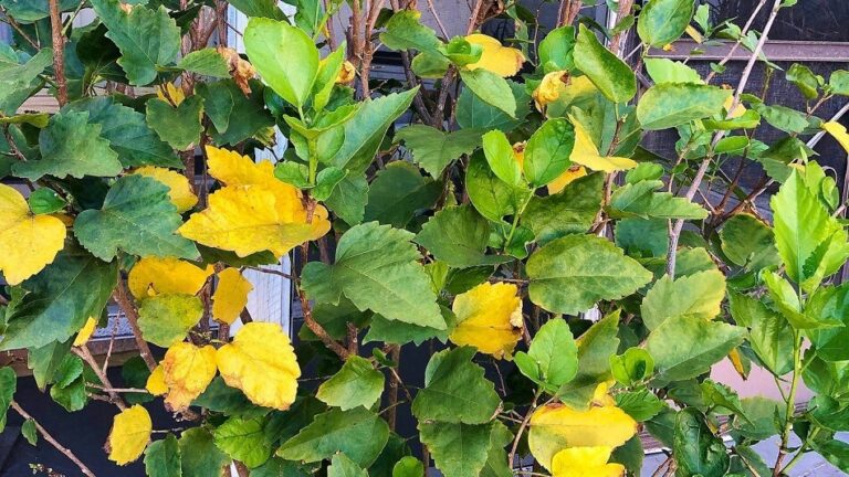 Gardenia’s Yellowing of Leaves