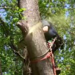 How To Rope Down a Tree Limb