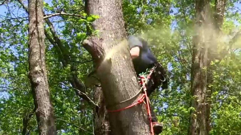 How To Rope Down a Tree Limb