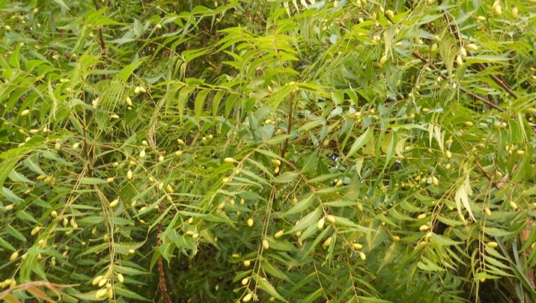 How Much Neem Oil Per Gallon Of Water