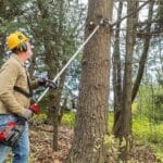 How To Trim large trees Safely