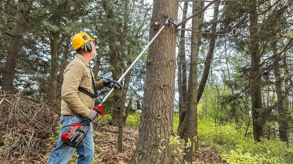 How To Trim large trees Safely