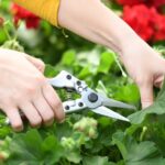 Best Pruning Shears For Indoor Plants