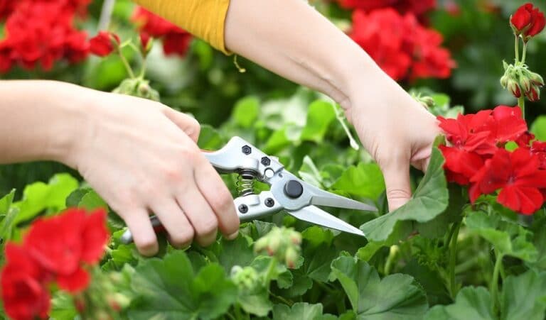 Best Pruning Shears For Indoor Plants