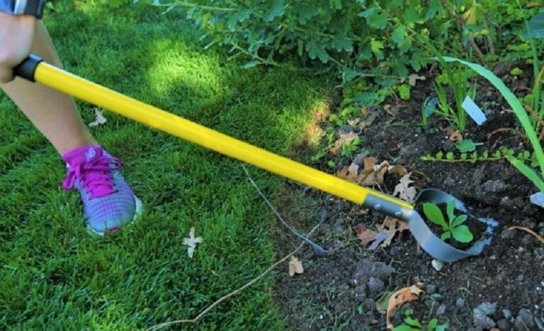 Best Tool To Remove Weeds From Gravel