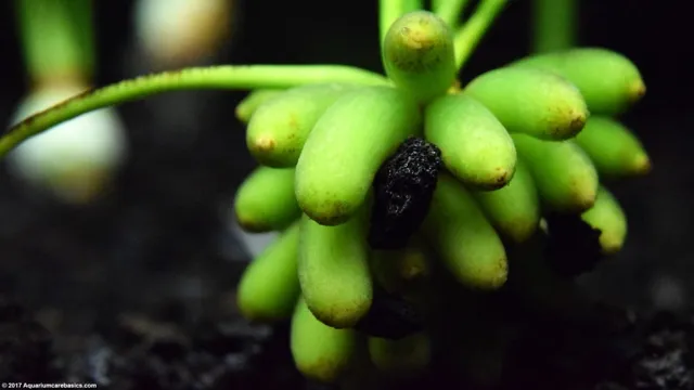 how to get aquarium banana plant to root