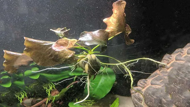 How to Get Aquarium Banana Plant to Root Successfully: A Complete Guide