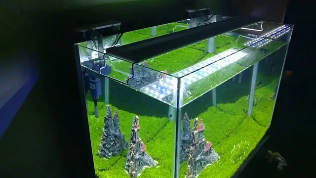 how to get aquarium carpet started