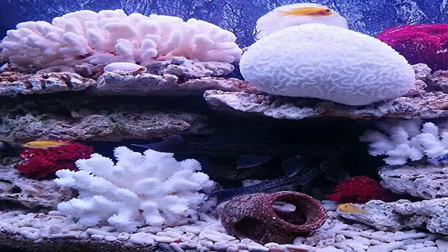 how to get aquarium coral white again