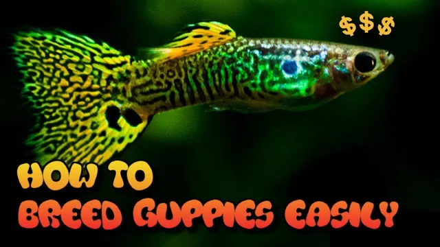 how to get aquarium fish to breed