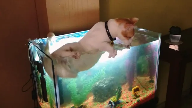 how to get aquarium in cats and soup