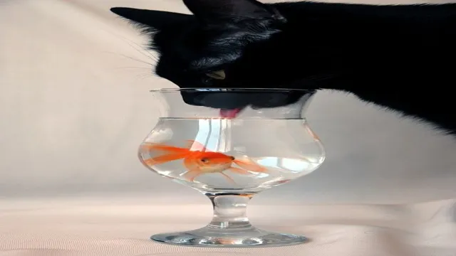 How to Get Aquarium in Cats and Soup: Tips and Tricks for Cat Owners.