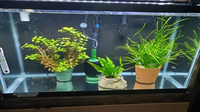 how to get aquarium plant out of plastic pot