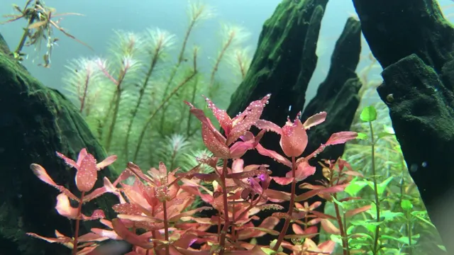 how to get aquarium plants to pearl