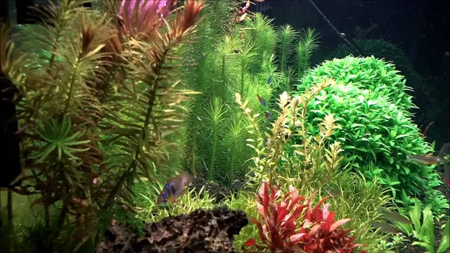 How to Get Aquarium Plants to Pearl: Tips and Tricks for Optimal Health and Do-It-Yourself CO2 Injection Systems