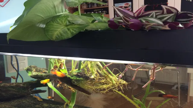 how to get aquarium plants to root