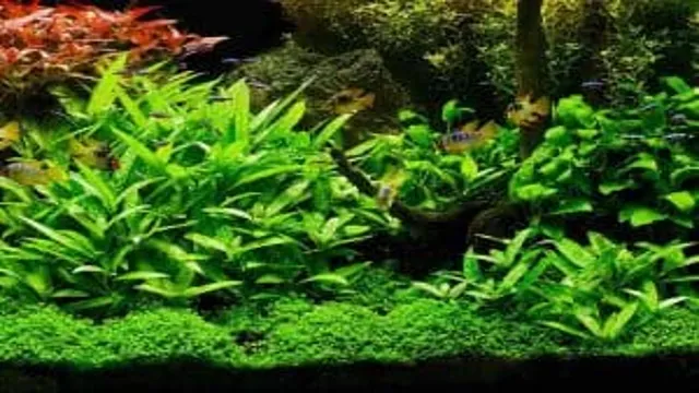 How to Get Aquarium Plants to Root: Tips and Tricks for Healthy and Thriving Aquatic Plants