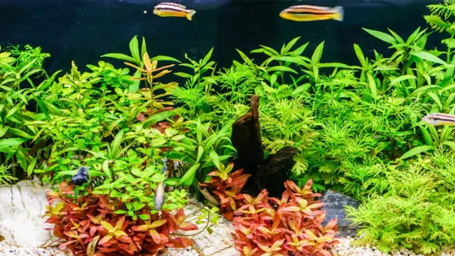 how to get aquarium wisteria to root