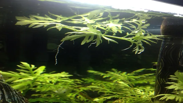 How to Get Aquarium Wisteria to Root Successfully: Tips and Tricks