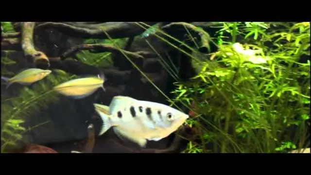 how to get archer fish to spit in an aquarium