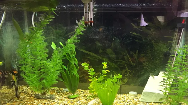 how to get black algae off of aquarium plants