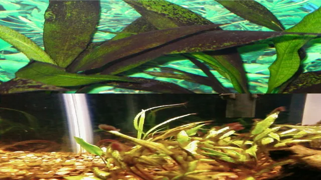 How to Get Black Algae off of Aquarium Plants: Top Tips for Clean and Healthy Plant Life