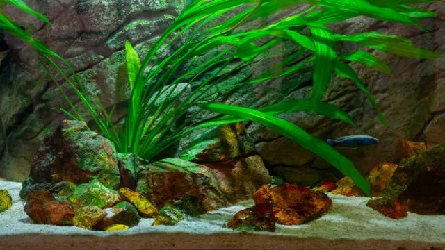 How to Get Black off of Aquarium Plants: Tips and Tricks for Sparkling Clean Foliage