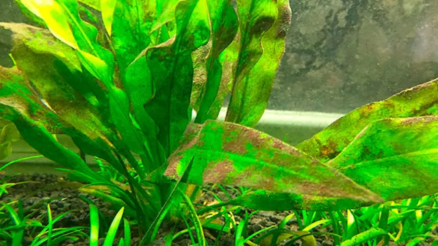 how to get brown algae off aquarium plants