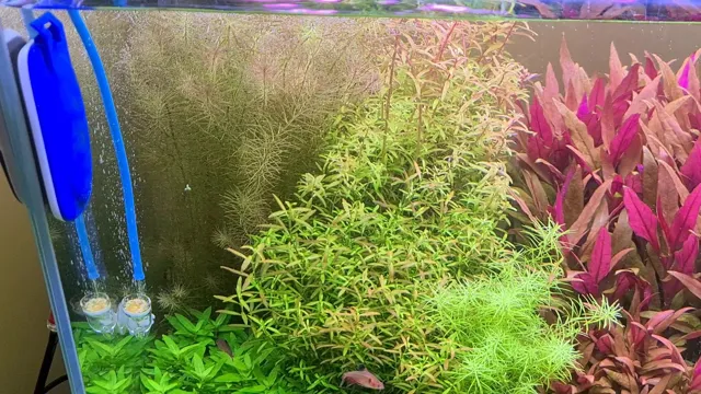 How to Get Brown Algae off Aquarium Plants: Effective Tips and Tricks for a Healthy Tank