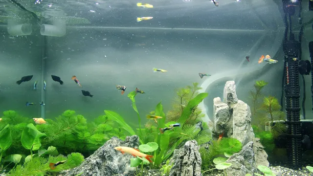 How to Get Bubbles off Aquarium: Easy Tips for a Clear and Clean Fish Tank