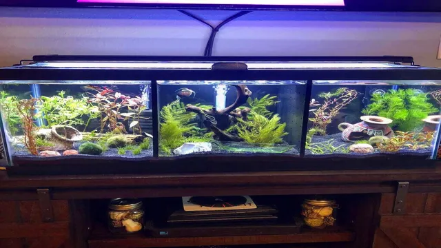 How to Get Cheap Aquarium Plants: 7 Tips for Budget-Friendly Aquascaping