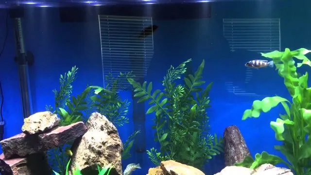 How to Get Clear Water in 60 Gallon Aquarium: A Step-by-Step Guide