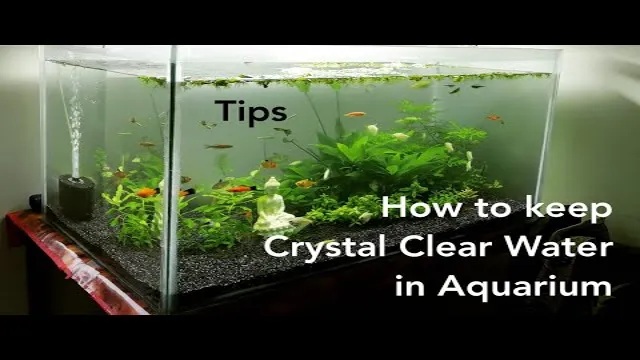 How to Get Clear Water in Freshwater Aquarium: Proven Tips and Tricks