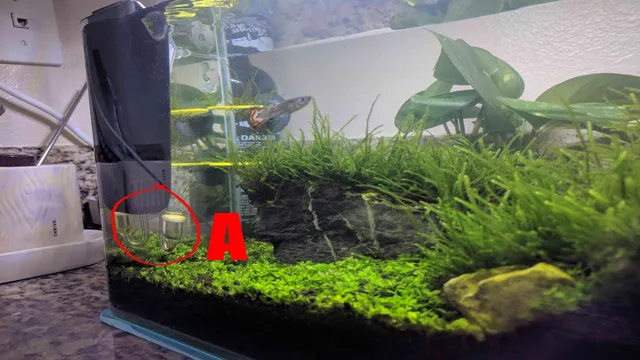 How to Get CO2 into Aquarium: A Comprehensive Guide for Beginners