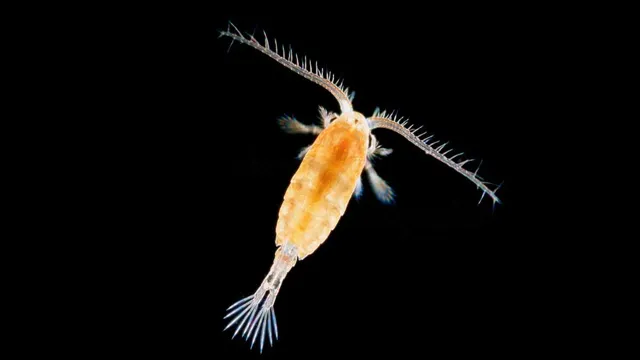 how to get copepods in your aquarium