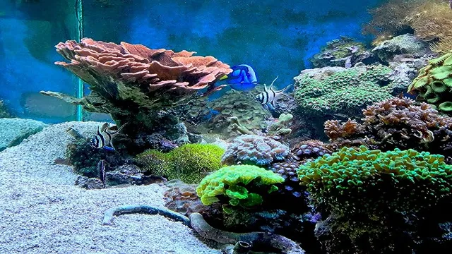 how to get copper out of saltwater aquarium