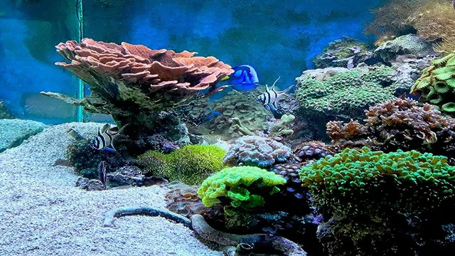 How to Get Copper out of Saltwater Aquarium: Effective Tips and Techniques