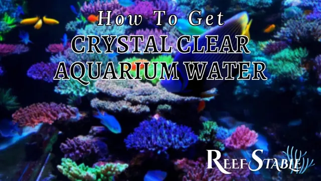 how to get crystal clear reef aquarium water