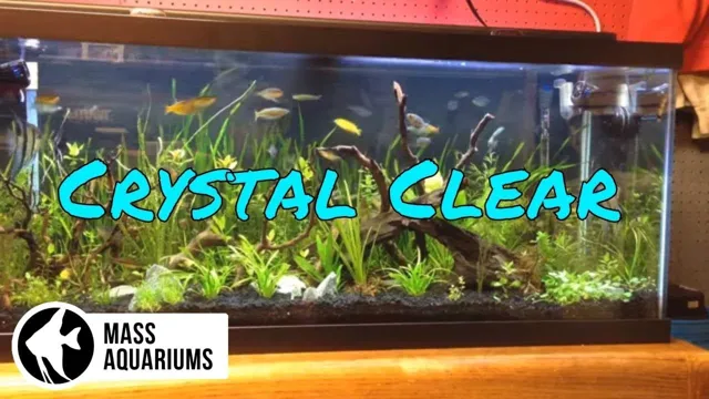 How to Get Crystal Clear Water in Marine Aquarium: Step-by-Step Guide