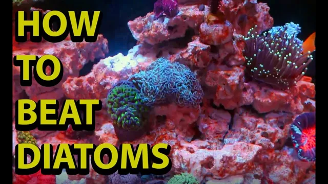 how to get diatoms out of aquarium