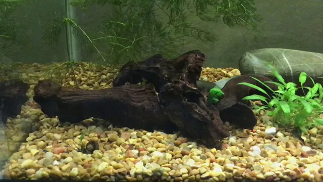 how to get driftwood ready for aquarium