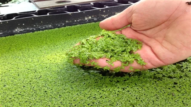 how to get duckweed out of aquarium