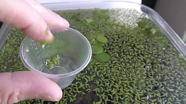 How to Get Duckweed Out of Aquarium: Effective Methods and Tips