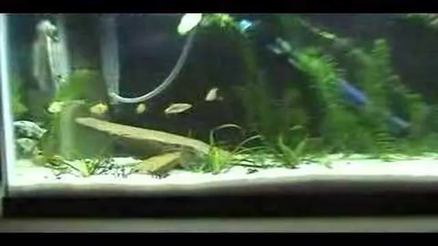 how to get dust out of aquariums