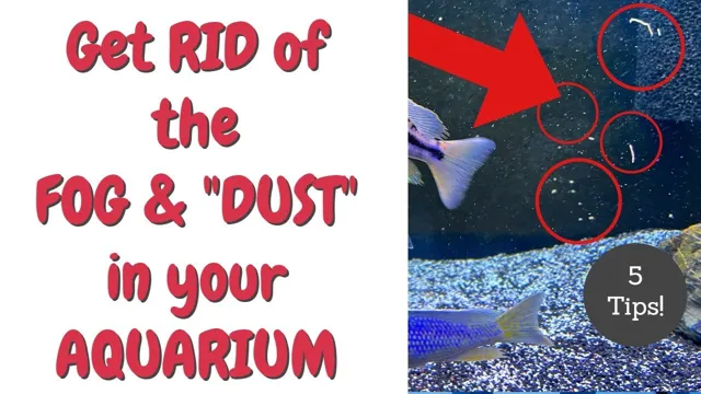 How to Get Dust Out of Aquariums: A Step-by-Step Guide for Clear Water