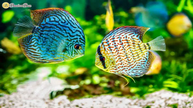how to get expensive aquarium fish