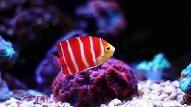 How to Get Expensive Aquarium Fish: Tips and Tricks for a Stunning Collection