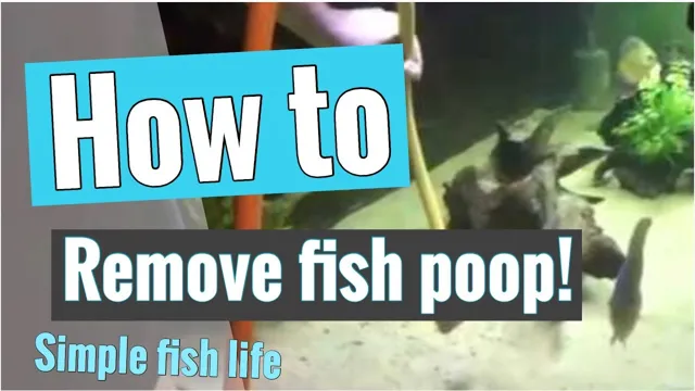 How to Get Fish Poop Out of Aquarium: Quick and Easy Solutions!