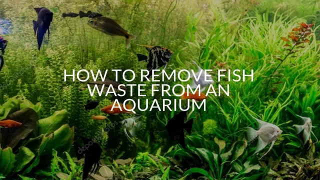 How to Get Fish Waste Out of the Aquarium: Tips and Tricks for a Clean Tank