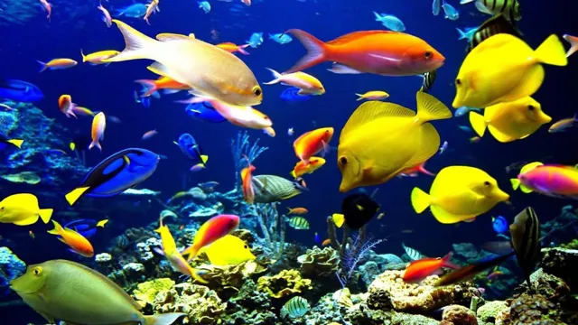 how to get free aquarium fish